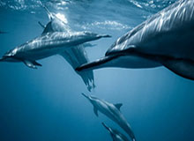 世界杯直播平台下载-【观察】澳超给上海双雄上课 弱冠版亚冠不值得迷信